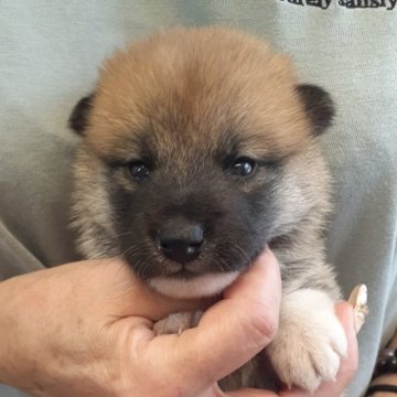 柴犬(標準サイズ)【富山県・女の子・2023年8月21日・赤】の写真「明るめの赤一枚の女の子🎀♀」