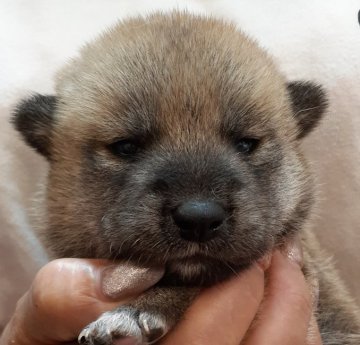 柴犬(標準サイズ)【富山県・女の子・2020年8月20日・赤】の写真「おっとりタイプですが、目力ありありの女の子♪」