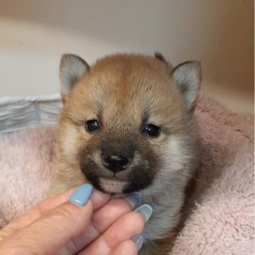 柴犬(標準サイズ)【富山県・男の子・2024年1月22日・赤】の写真「可愛すぎ♥️赤柴王子🤴」