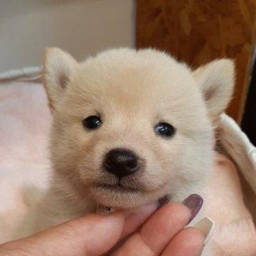 柴犬(標準サイズ)【富山県・女の子・2023年9月24日・白】の写真「スーパー可愛い白の女の子🎀♀」