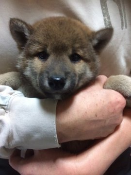 柴犬(標準サイズ)【富山県・男の子・2018年12月21日・赤】の写真「愛嬌たっぷり❤元気いっぱいの男の子」