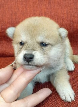 柴犬(標準サイズ)【富山県・女の子・2021年11月8日・赤】の写真「超可愛い～♥️小振りな色白女子のご紹介です🎵」