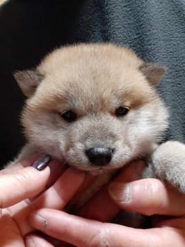 柴犬(豆柴)【富山県・男の子・2019年11月3日・赤】の写真「☆両親豆柴認定犬☆守ってあげたい男の子」