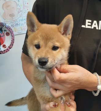 柴犬(標準サイズ)【富山県・男の子・2021年7月3日・赤】の写真「キリっとした目型で男前です♥️」