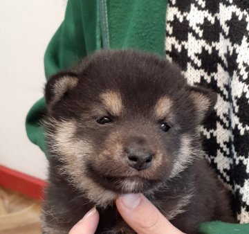 柴犬(標準サイズ)【富山県・女の子・2022年2月1日・黒】の写真「小振りで超可愛い女の子♪」