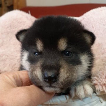 柴犬(標準サイズ)【富山県・男の子・2024年4月7日・黒】の写真「配色のきれいな男の子🎶」