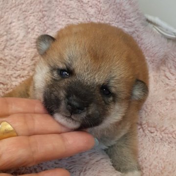 柴犬(標準サイズ)【富山県・女の子・2024年1月22日・赤】の写真「可愛いらしい赤の女の子🎀♀」