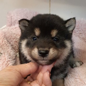 柴犬(標準サイズ)【富山県・男の子・2023年11月24日・黒】の写真「配色が綺麗な真ん丸王子👑」