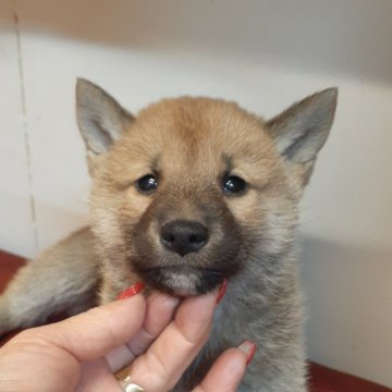 柴犬(標準サイズ)【富山県・男の子・2023年12月17日・赤】の写真「おっとり系、優しい性格の男の子👦」