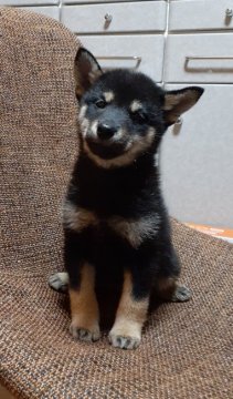 柴犬(標準サイズ)【富山県・女の子・2019年10月3日・黒】の写真「少し、小さめの女の子♥️とってもキュートです❗❗」