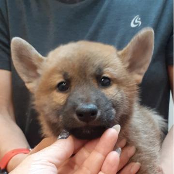 柴犬(標準サイズ)【富山県・男の子・2022年5月1日・赤】の写真「骨量のあるしっかりした男の子🎶」