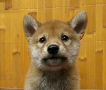 柴犬(標準サイズ)【富山県・男の子・2019年7月1日・赤】の写真「優良血統❗最高級の男の子。」