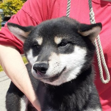 柴犬(標準サイズ)【富山県・男の子・2022年9月20日・黒】の写真「小振りな黒の男の子のご紹介です。」