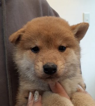 柴犬(標準サイズ)【富山県・男の子・2021年10月14日・赤】の写真「ポーッとしたおっとり男子🎵」