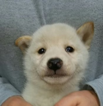 柴犬(標準サイズ)【富山県・男の子・2019年2月8日・白】の写真「白柴の男の子2❤この子も可愛い❗」