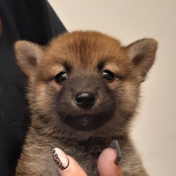 柴犬(標準サイズ)【富山県・男の子・2021年8月16日・赤】の写真「可愛いお顔、愛嬌たっぷりの男の子♪」