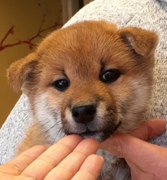 柴犬(標準サイズ)【富山県・男の子・2020年3月1日・赤】の写真「赤一枚☆Aランクの男の子♪」