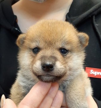 柴犬(標準サイズ)【富山県・男の子・2021年11月14日・赤】の写真「派手な赤一枚の男の子！これぞ、美形！！」