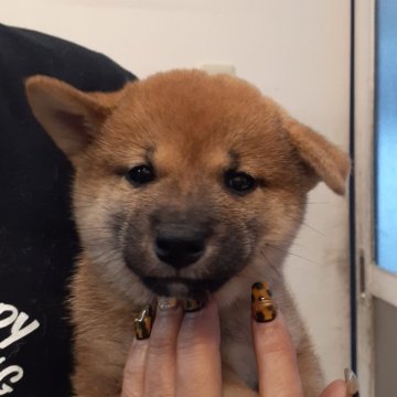 柴犬(標準サイズ)【富山県・女の子・2024年9月18日・赤】の写真「綺麗な顔立ちの女の子🎀♀」