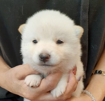 柴犬(標準サイズ)【富山県・女の子・2021年8月16日・白】の写真「おっとり系、上品な白の女の子♪」