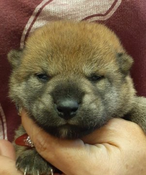 柴犬(標準サイズ)【富山県・男の子・2020年9月24日・赤】の写真「甘えん坊で、渋めのお顔のイケメンBOY❗」