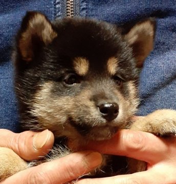 柴犬(標準サイズ)【富山県・男の子・2019年12月2日・黒】の写真「愛らしい男の子♪タレ目ちゃんです❗」