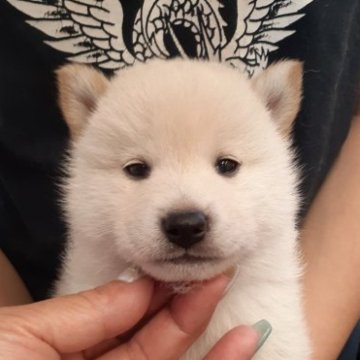 柴犬(標準サイズ)【富山県・男の子・2023年4月21日・白】の写真「キュートな白の男の子🎶」