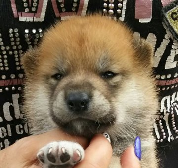 柴犬(標準サイズ)【富山県・女の子・2019年7月1日・赤】の写真「超べっぴんさん❤綺麗な赤一枚の女の子❗」