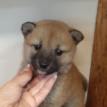 柴犬(標準サイズ)【富山県・男の子・2024年5月12日・赤】の写真「クリっとした目が印象的な男の子👟♂」