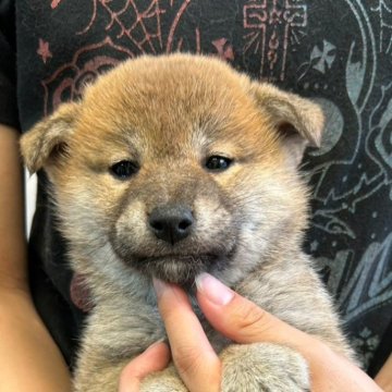 柴犬(標準サイズ)【富山県・女の子・2024年4月26日・赤】の写真「血統優良、凛とした顔立ちの女の子🎀♀」