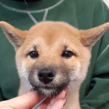 柴犬(標準サイズ)【富山県・男の子・2023年9月19日・赤】の写真「骨量のある綺麗な顔立ちの男の子👦」