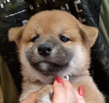 柴犬(標準サイズ)【富山県・女の子・2021年4月24日・赤】の写真「小型ムードたっぷりの正統派♥️」