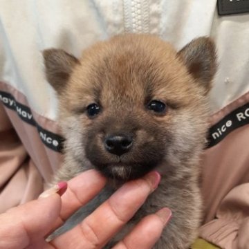 柴犬(標準サイズ)【富山県・女の子・2022年11月19日・赤】の写真「可愛くて小振りな女の子🎶」