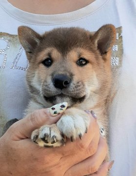 柴犬(標準サイズ)【富山県・男の子・2019年8月16日・赤】の写真「柴犬ムードたっぷりの男の子です。」