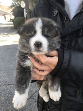 秋田犬【富山県・男の子・2019年1月24日・虎】の写真「派手な柄の虎毛です❗顔立ちも上品な御坊っちゃん❤」