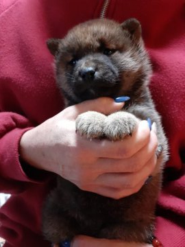 柴犬(標準サイズ)【富山県・女の子・2019年11月25日・赤】の写真「つぶらな瞳で愛嬌たっぷりの女の子❗」