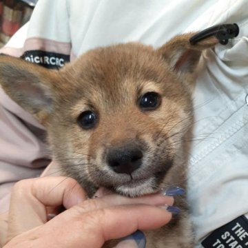 柴犬(標準サイズ)【富山県・男の子・2022年12月17日・胡麻】の写真「胡麻毛になるであろう男の子」