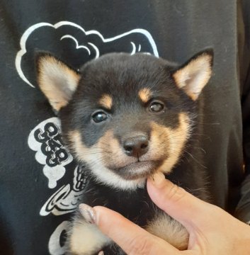 柴犬(標準サイズ)【富山県・女の子・2021年7月22日・黒】の写真「キュートなキュートな女の子🎀♀」