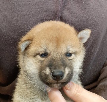 柴犬(標準サイズ)【富山県・男の子・2022年2月28日・赤】の写真「名血統、優しい顔立ちの男の子♪」