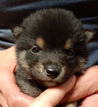 柴犬(豆柴)【富山県・男の子・2019年11月3日・黒】の写真「両親豆柴認定犬❗スーパー可愛い男の子です♥️」