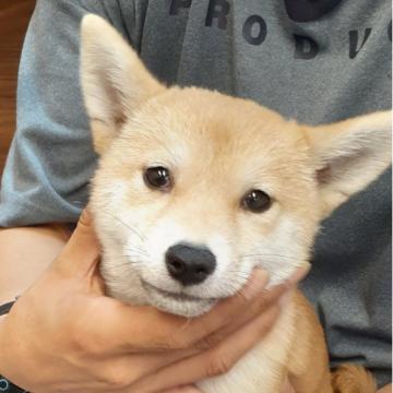 柴犬(豆柴)【富山県・女の子・2022年4月28日・赤】の写真「キュートで小振りな女の子🎀♀」