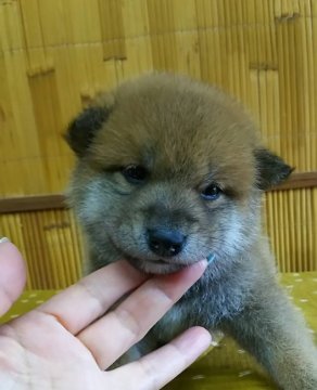 柴犬(標準サイズ)【富山県・男の子・2019年4月5日・赤】の写真「上品なお顔の男の子です❤甘いマスクが魅力的です❗」