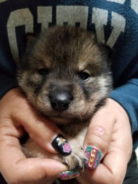 四国犬【富山県・女の子・2018年12月24日・黒胡麻】の写真「珍しい四国犬の女の子です」