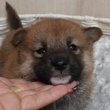 柴犬(標準サイズ)【富山県・男の子・2024年8月21日・赤】の写真「小振りで可愛い男の子👦」