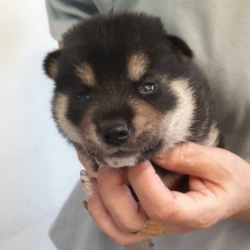 柴犬(標準サイズ)【富山県・男の子・2023年8月24日・黒】の写真「派手な柄の黒柴の男の子👦」