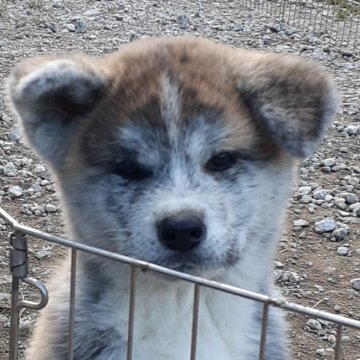 秋田犬【富山県・男の子・2019年8月21日・虎】の写真「派手な柄の虎毛の男の子です。」