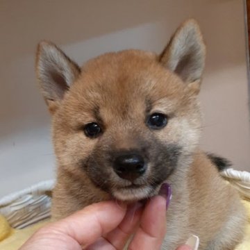 柴犬(標準サイズ)【富山県・女の子・2023年9月19日・赤】の写真「綺麗な赤一枚の女の子🎀♀」