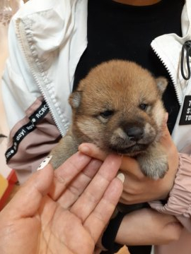 柴犬(標準サイズ)【富山県・男の子・2021年4月9日・赤】の写真「お顔の詰まったタヌキ顔の男の子🎶」