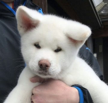 秋田犬【富山県・男の子・2019年1月24日・白】の写真「綺麗な白の秋田犬のご紹介です❗」