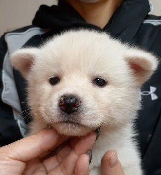 秋田犬【富山県・女の子・2021年1月17日・白】の写真「真っ白で人懐こい女の子♪」